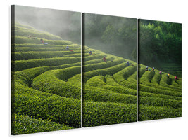 3-piece-canvas-print-green-tea-farm