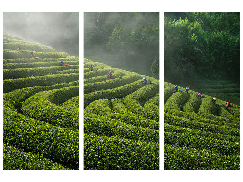 3-piece-canvas-print-green-tea-farm