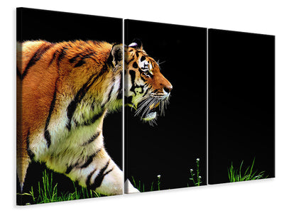 3-piece-canvas-print-imposing-tiger