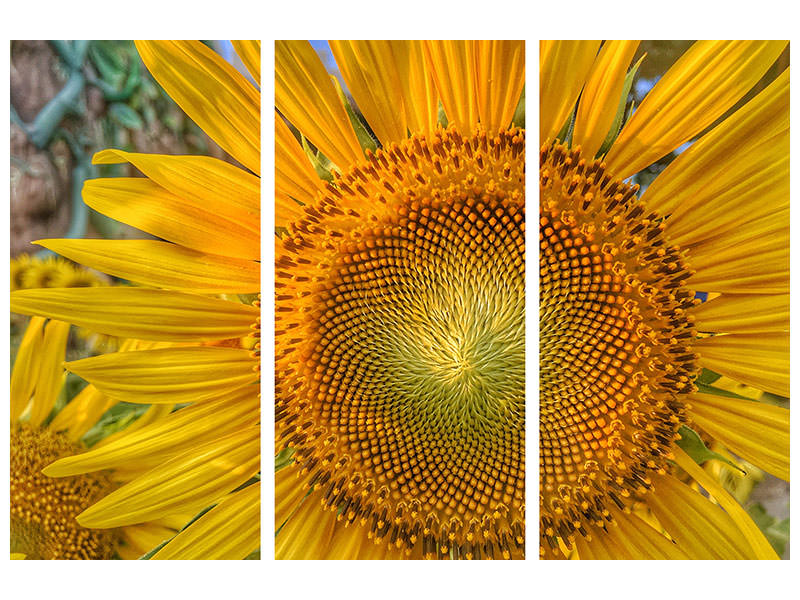 3-piece-canvas-print-inflorescence-of-a-sunflower