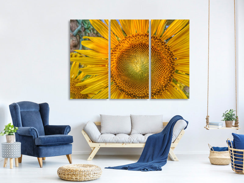 3-piece-canvas-print-inflorescence-of-a-sunflower