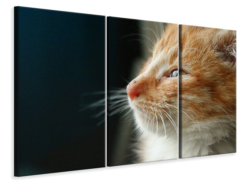 3-piece-canvas-print-kitten-nose