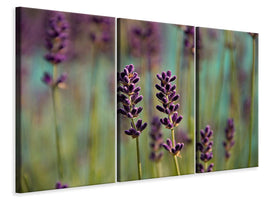 3-piece-canvas-print-lavender-in-xl