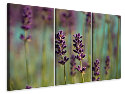 3-piece-canvas-print-lavender-in-xl