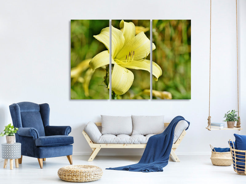 3-piece-canvas-print-lilies-blossom-in-yellow