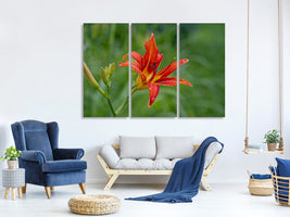 3-piece-canvas-print-lily-blossom-in-the-nature