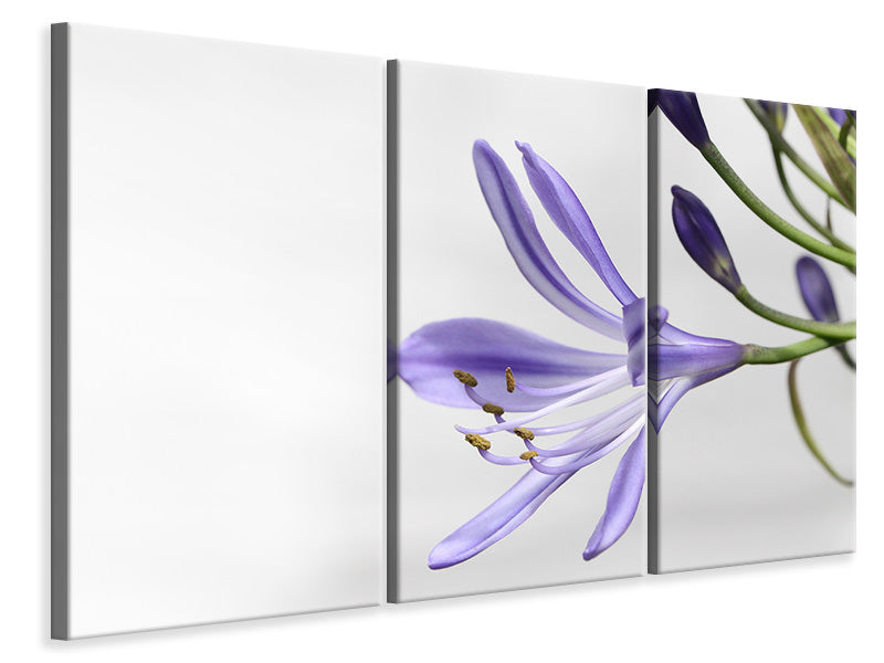 3-piece-canvas-print-lily-flower-in-purple
