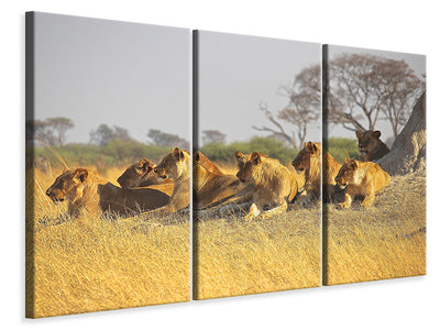 3-piece-canvas-print-lion-family