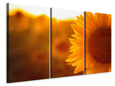 3-piece-canvas-print-macro-sunflower