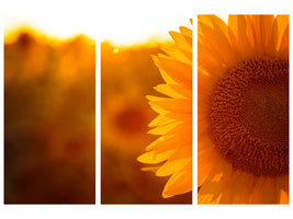 3-piece-canvas-print-macro-sunflower