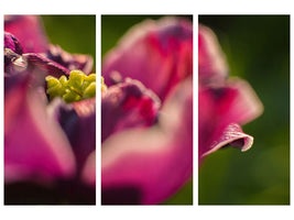 3-piece-canvas-print-macro-tulip-in-red