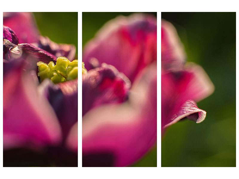 3-piece-canvas-print-macro-tulip-in-red