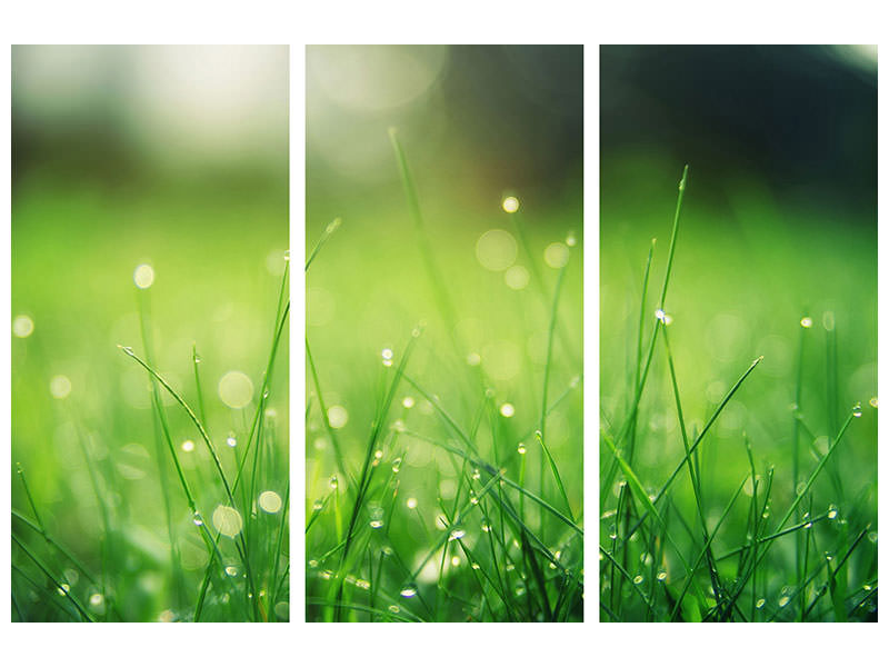 3-piece-canvas-print-meadow-with-morning-dew