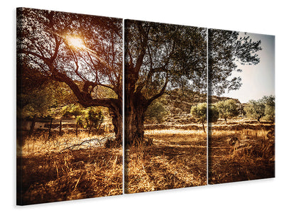 3-piece-canvas-print-olive-grove