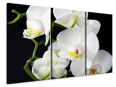 3-piece-canvas-print-orchid-close-up