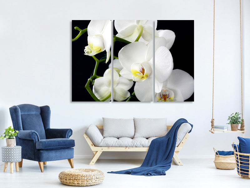 3-piece-canvas-print-orchid-close-up