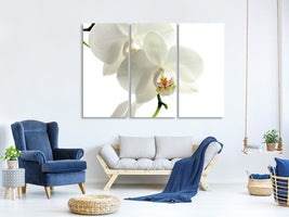 3-piece-canvas-print-orchids-bloom