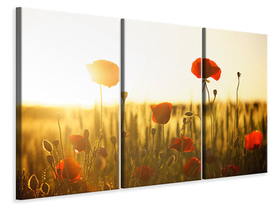 3-piece-canvas-print-poppy-in-the-sunset