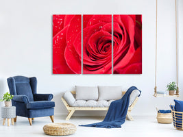 3-piece-canvas-print-red-rose-in-morning-dew