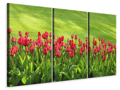 3-piece-canvas-print-red-tulip-field-in-the-sunlight