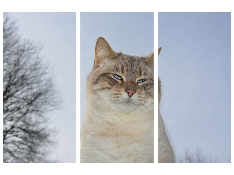 3-piece-canvas-print-relaxed-cat-in-the-nature