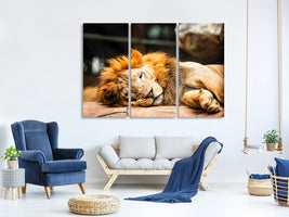 3-piece-canvas-print-relaxed-lion