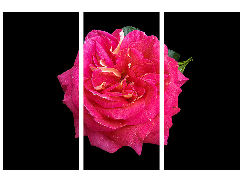 3-piece-canvas-print-rose-in-red-xxl
