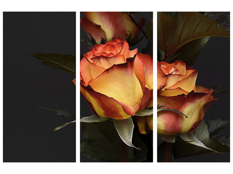 3-piece-canvas-print-roses-of-the-romance