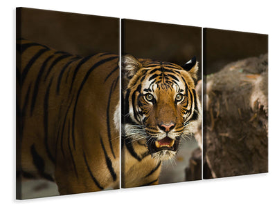 3-piece-canvas-print-sibirian-tiger