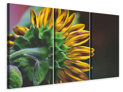 3-piece-canvas-print-sunflower-close-up