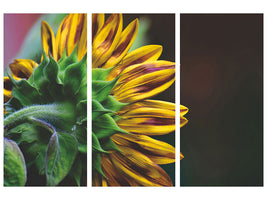 3-piece-canvas-print-sunflower-close-up
