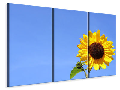 3-piece-canvas-print-sunflower-with-blue-sky