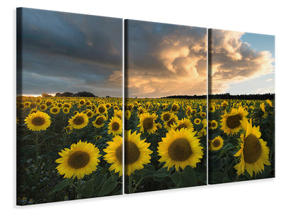 3-piece-canvas-print-sunflowers-in-sweden