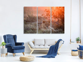 3-piece-canvas-print-sunset-lioness