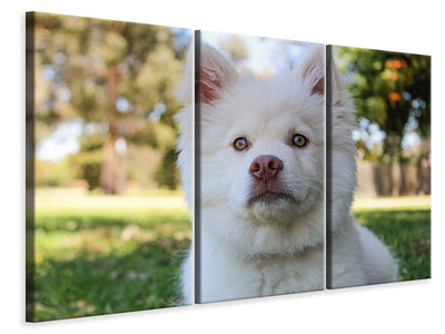 3-piece-canvas-print-sweet-dog-snout
