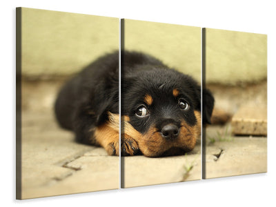 3-piece-canvas-print-sweet-rottweiler-puppy
