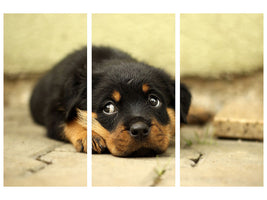 3-piece-canvas-print-sweet-rottweiler-puppy