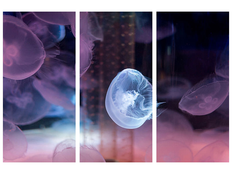 3-piece-canvas-print-the-beauty-of-jellyfish