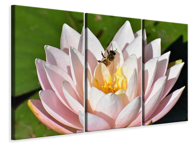 3-piece-canvas-print-the-bee-on-the-water-lily