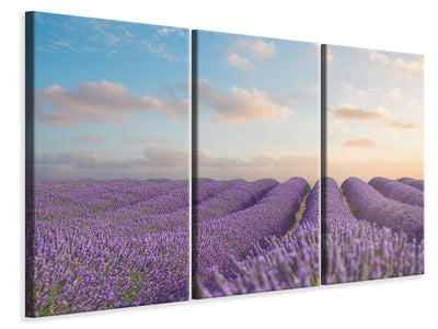 3-piece-canvas-print-the-blooming-lavender-field