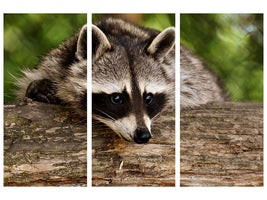 3-piece-canvas-print-the-cute-raccoon