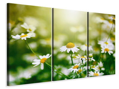 3-piece-canvas-print-the-daisy