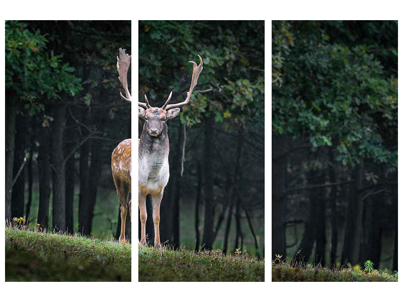 3-piece-canvas-print-the-fallow-deer-ii