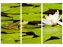 3-piece-canvas-print-the-frog-and-the-water-lily