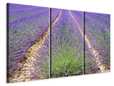 3-piece-canvas-print-the-lavender-field