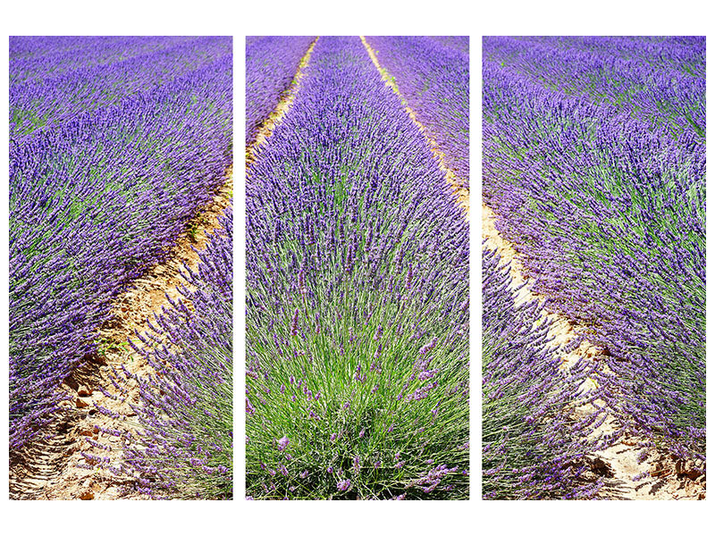3-piece-canvas-print-the-lavender-field