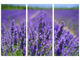 3-piece-canvas-print-the-lavender-flowers