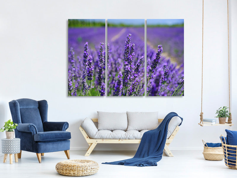 3-piece-canvas-print-the-lavender-flowers