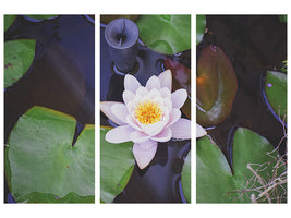 3-piece-canvas-print-the-lily-pad-in-white