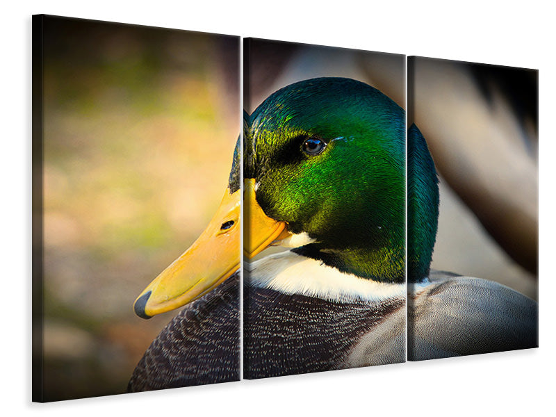 3-piece-canvas-print-the-mallard